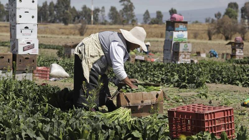 Crisis dejaría a 14 millones de latinoamericanos sin acceso a alimentos