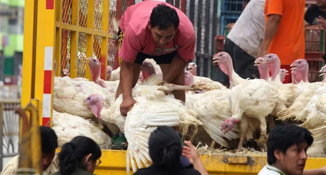Declaran emergencia sanitaria en todo el país por influenza aviar
